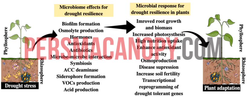 Gambar 1. Peran mikrobioma tumbuhan dalam mengurangi stress kekeringan pada tumbuhan (Ali et al., 2022)
